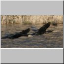 Phalacrocorax carbo - Kormoran 07.jpg